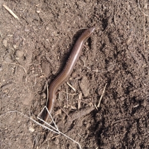 Hemiergis talbingoensis at Bumbalong, NSW - 9 Sep 2017