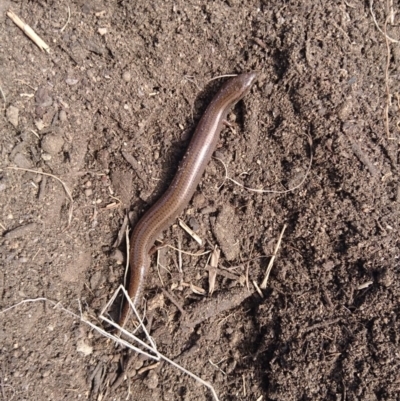 Hemiergis talbingoensis (Three-toed Skink) at Bumbalong, NSW - 9 Sep 2017 by Ad