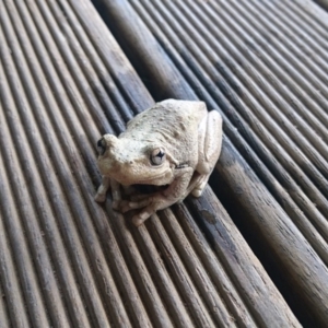 Litoria peronii at Bumbalong, NSW - 4 Nov 2017