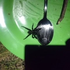 Atrax or Hadronyche sp. (genus) (Funnelweb spider) at Bumbalong, ACT - 31 Dec 2017 by AdamatBumbalong