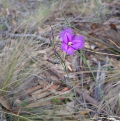 Thysanotus tuberosus subsp. tuberosus (Common Fringe-lily) at Bumbalong, NSW - 31 Dec 2017 by Ad