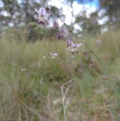 Arthropodium milleflorum (Vanilla Lily) at Bumbalong, NSW - 31 Dec 2017 by Ad