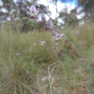 Arthropodium milleflorum (Vanilla Lily) at Bumbalong, NSW - 30 Dec 2017 by AdamatBumbalong