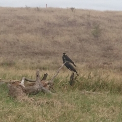 Zanda funerea (Yellow-tailed Black-Cockatoo) at Colinton, NSW - 25 Feb 2017 by Adam at Bumbalong