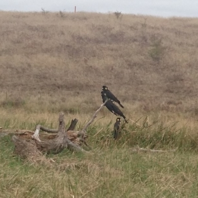 Zanda funerea (Yellow-tailed Black-Cockatoo) at Colinton, NSW - 25 Feb 2017 by Ad