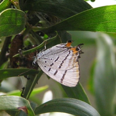 Jalmenus evagoras (Imperial Hairstreak) at Namadgi National Park - 28 Jan 2018 by MatthewFrawley