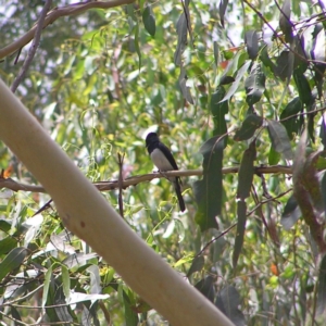 Myiagra cyanoleuca at Cotter River, ACT - 28 Jan 2018 12:27 PM