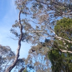 Callocephalon fimbriatum (Gang-gang Cockatoo) at Bumbalong, NSW - 2 Jul 2017 by Ad