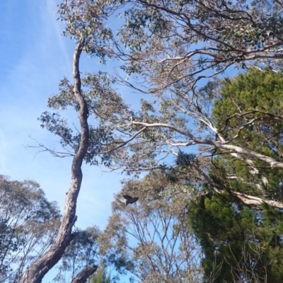 Callocephalon fimbriatum (Gang-gang Cockatoo) at Bumbalong, NSW - 2 Jul 2017 by Adam at Bumbalong