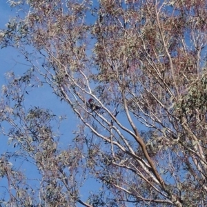 Callocephalon fimbriatum at Bumbalong, NSW - 2 Jul 2017