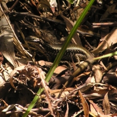 Eulamprus heatwolei (Yellow-bellied Water Skink) at Cotter River, ACT - 28 Jan 2018 by MatthewFrawley