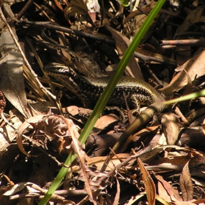 Eulamprus heatwolei (Yellow-bellied Water Skink) at Lower Cotter Catchment - 28 Jan 2018 by MatthewFrawley