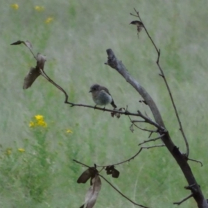 Petroica boodang at Bumbalong, NSW - 18 Nov 2017 08:36 AM