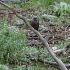 Artamus cyanopterus (Dusky Woodswallow) at Bumbalong, NSW - 18 Nov 2017 by Ad