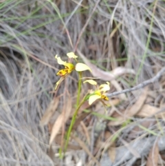 Diuris sulphurea (Tiger orchid) at Bumbalong, NSW - 14 Nov 2017 by AdamatBumbalong