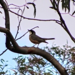 Pachycephala rufiventris (Rufous Whistler) at Bumbalong, NSW - 14 Nov 2017 by Adam at Bumbalong