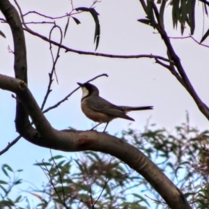 Pachycephala rufiventris at Bumbalong, NSW - 14 Nov 2017