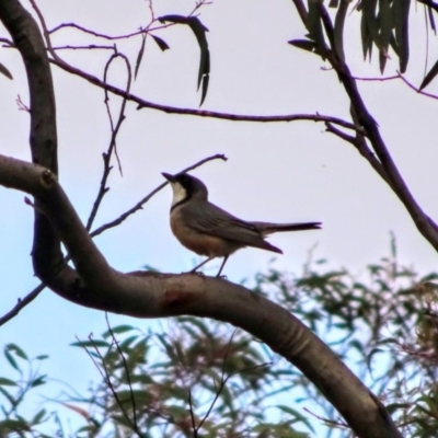 Pachycephala rufiventris (Rufous Whistler) at Bumbalong, NSW - 14 Nov 2017 by Ad