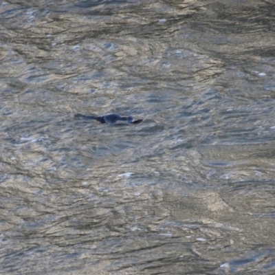 Ornithorhynchus anatinus (Platypus) at Bumbalong, NSW - 12 Aug 2017 by Ad