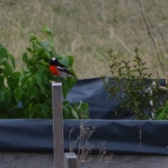 Petroica boodang (Scarlet Robin) at Bumbalong, NSW - 8 Oct 2017 by Ad