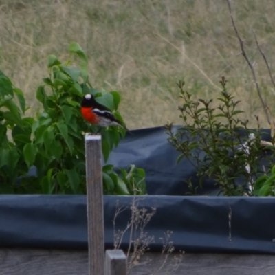 Petroica boodang (Scarlet Robin) at Bumbalong, NSW - 8 Oct 2017 by Adam at Bumbalong