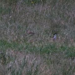 Lalage tricolor at Bumbalong, NSW - 11 Nov 2017