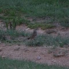 Anthus australis (Australian Pipit) at Bumbalong, NSW - 12 Nov 2017 by Adam at Bumbalong