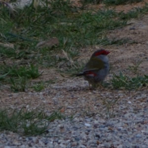 Neochmia temporalis at Bumbalong, NSW - 12 Nov 2017