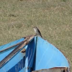 Microeca fascinans at Bumbalong, NSW - 7 Oct 2017 02:29 PM