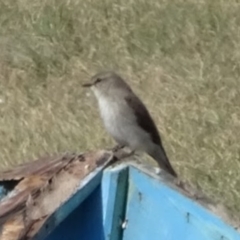 Microeca fascinans at Bumbalong, NSW - 7 Oct 2017 02:29 PM