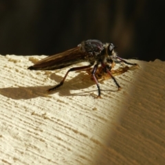 Neoaratus hercules (Herculean Robber Fly) at Nanima, NSW - 2 Jan 2013 by 81mv