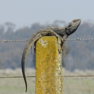 Pogona barbata at Nanima, NSW - 19 Oct 2013