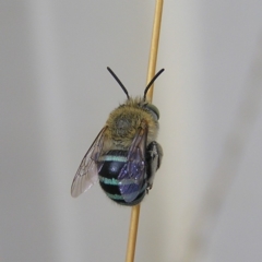 Amegilla (Zonamegilla) asserta (Blue Banded Bee) at Kambah, ACT - 2 Feb 2018 by MatthewFrawley