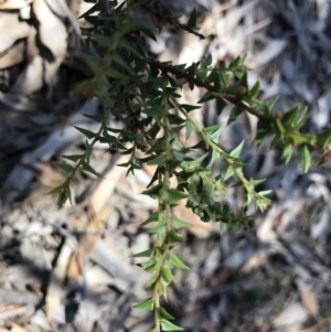 Acacia gunnii at Nanima, NSW - 4 Feb 2018
