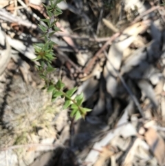 Acacia gunnii at Nanima, NSW - 4 Feb 2018