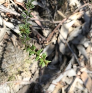 Acacia gunnii at Nanima, NSW - 4 Feb 2018