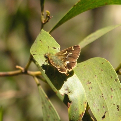 Dispar compacta (Barred Skipper) at Paddys River, ACT - 3 Feb 2018 by MatthewFrawley