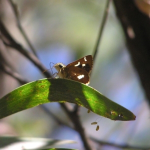 Dispar compacta at Paddys River, ACT - 3 Feb 2018