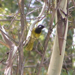 Nesoptilotis leucotis (White-eared Honeyeater) at Paddys River, ACT - 3 Feb 2018 by MatthewFrawley