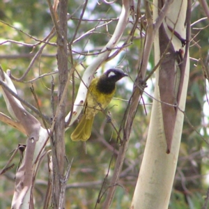 Nesoptilotis leucotis at Paddys River, ACT - 3 Feb 2018