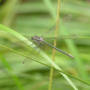 Austroargiolestes icteromelas at Paddys River, ACT - 3 Feb 2018