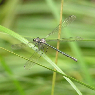 Austroargiolestes icteromelas (Common Flatwing) at Tidbinbilla Nature Reserve - 3 Feb 2018 by MatthewFrawley