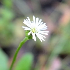 Lagenophora montana at Bolaro, NSW - 28 Jan 2018