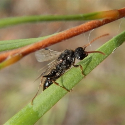 Formicidae (family) (Unidentified ant) at Mount Painter - 3 Feb 2018 by CathB