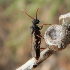 Myrmecia sp. (genus) at Cook, ACT - 3 Feb 2018 05:08 PM