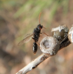 Myrmecia sp. (genus) at Cook, ACT - 3 Feb 2018 05:08 PM