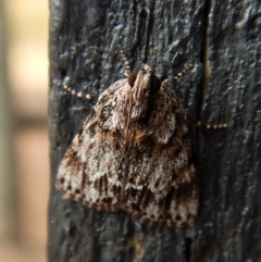 Spectrotrota fimbrialis (A Pyralid moth) at Mount Painter - 3 Feb 2018 by CathB