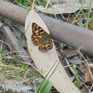 Argynnina cyrila at Mount Clear, ACT - 28 Oct 2017