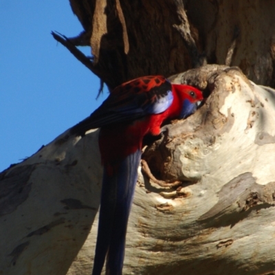 Platycercus elegans (Crimson Rosella) at Aranda Bushland - 14 Oct 2017 by KMcCue