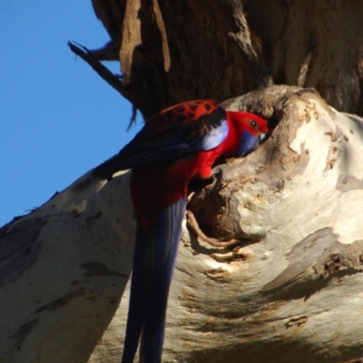 Platycercus elegans (Crimson Rosella) at Belconnen, ACT - 14 Oct 2017 by KMcCue